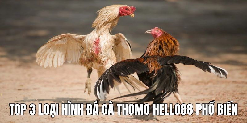 Đá gà Thomo Hello88 có sự góp mặt của 3 hình thức thi phổ biến