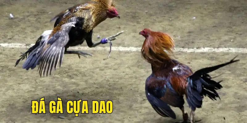 đá gà cựa dao