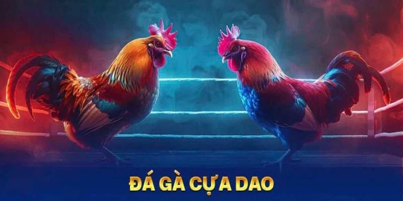 Khám phá bộ môn đá gà cựa dao có gì nổi trội 