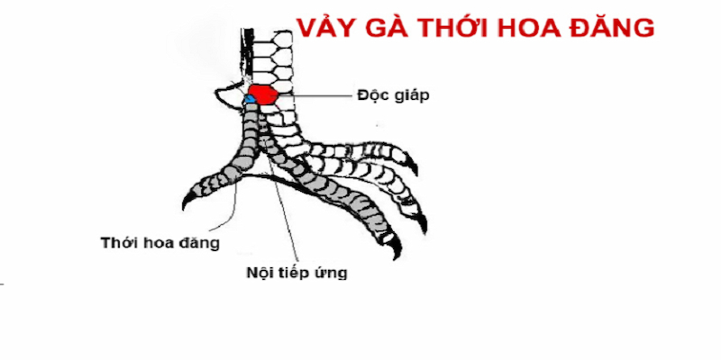 Nguồn gốc và đặc điểm nhận dạng gà vảy thới hoa đăng đơn giản