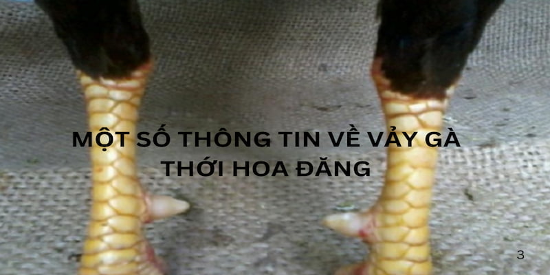 Một số thông tin về gà vảy thới hoa đăng